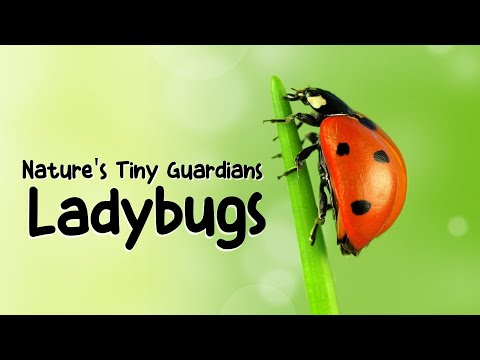 The Ladybug  | Kids educational video