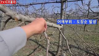 [사과재배]개화전 무얼해야하나 /개화전 방제/시기가 앞당겨지다/냉해우려