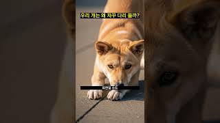 우리 개는 왜 자꾸 다리 들까?
