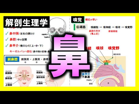 テトラグナサ モンタナ