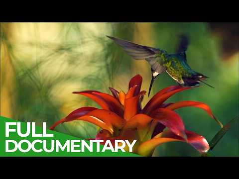 Wild Brazil A Spectacular Journey to the Atlantic Rain Forest