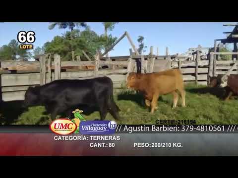 Lote 80 Terneras en Ituzaingó, Corrientes