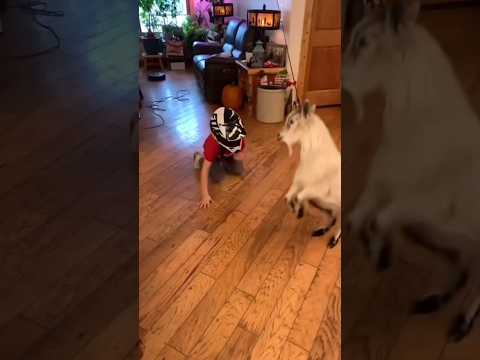 Funny Moments Pets🐾 #shorts #funny #pets #dog #cat