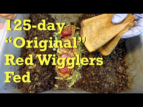 Original, tiny red wiggler worm population's growth in 125 days - vermicompost
