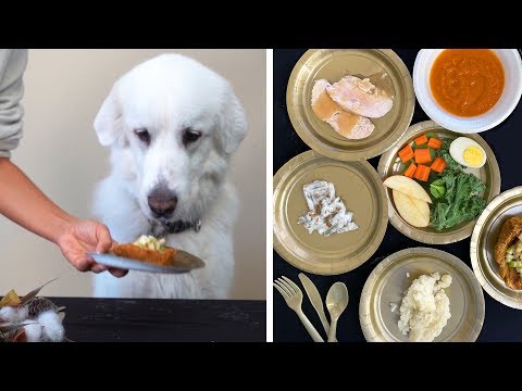 SIX COURSE THANKSGIVING MEAL FOR DOGS!