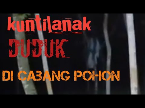60 Foto Penampakan Kuntilanak Di Pohon Gratis