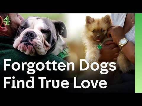 Forgotten Dogs Finally Find True Love in Forever Homes | The Dog House 🐶