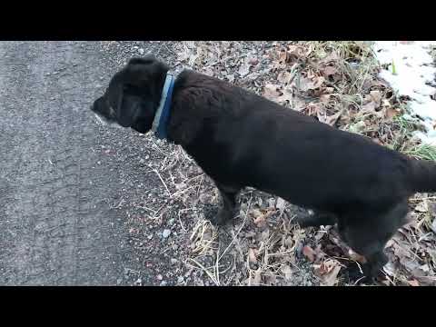 Hermit Leaves House For The First Time In 572560 Years To Walk Dog