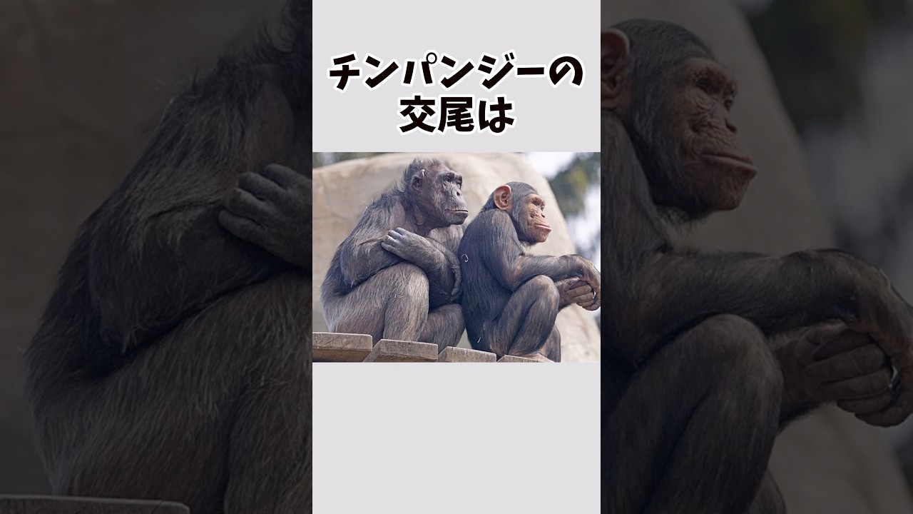 【意外と知らない】チンパンジーに関する雑学#プチ知識 #雑学