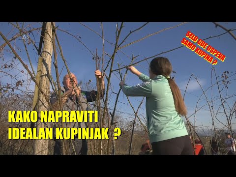 ZAŠTO OVDE KUPINA USPEVA TAKO DOBRO - složna porodica uradila ODLIČAN kupinjak - unuka i deda režu