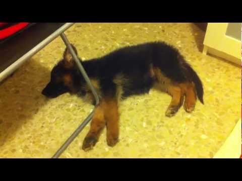 Eka///Cachorro Pastor Aleman///2meses