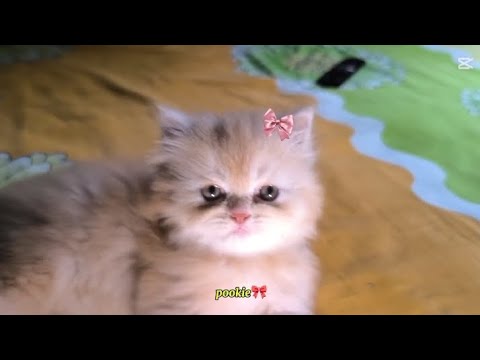 New video🥹🫶🏻🎀|Noshin cat house