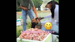 #犬動画 #わんこ #いぬすたぐらむ #犬のいる暮らし #賢い犬 #忠犬 #感動犬
