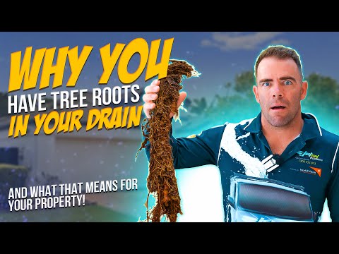 Tree Roots in Your Drains? Here's Why and What You Need to Know!