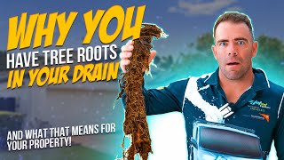 Tree Roots in Your Drains? Here