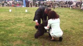 2012年4月21日ドッグショー