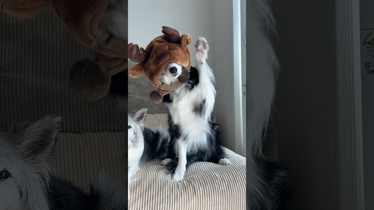 불편한거 없는 강아지