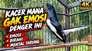 Download lagu KACER GACOR KONSLET FULL ISIAN TEMBAKAN KASAR AMPUH MERANGSANG EMOSI KACER LAIN CEPAT PANAS EMOSI mp3