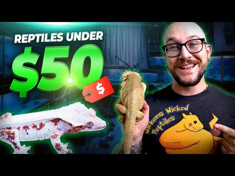 The Best Pet Reptiles for Under $50
