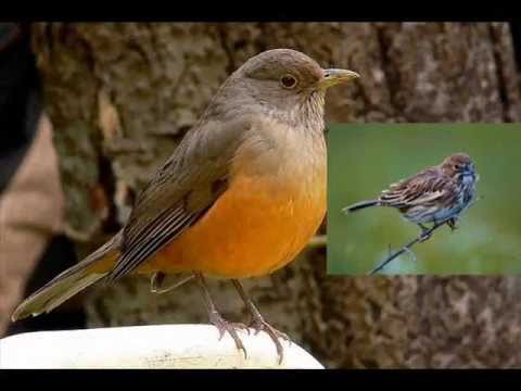 Alondra feliz - Grupo Generación