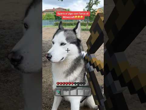 I shot Ugo with the Minecraft bow in real life