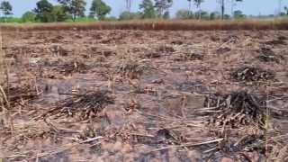Sugar-cane burning and harvesting in Surin, Thailand