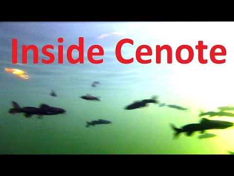 YouTube video about: Are there fish in cenotes?