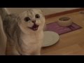 Scottish fold kitten meowing for food