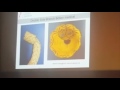 European Vascular Course 2016 Dr Koshty