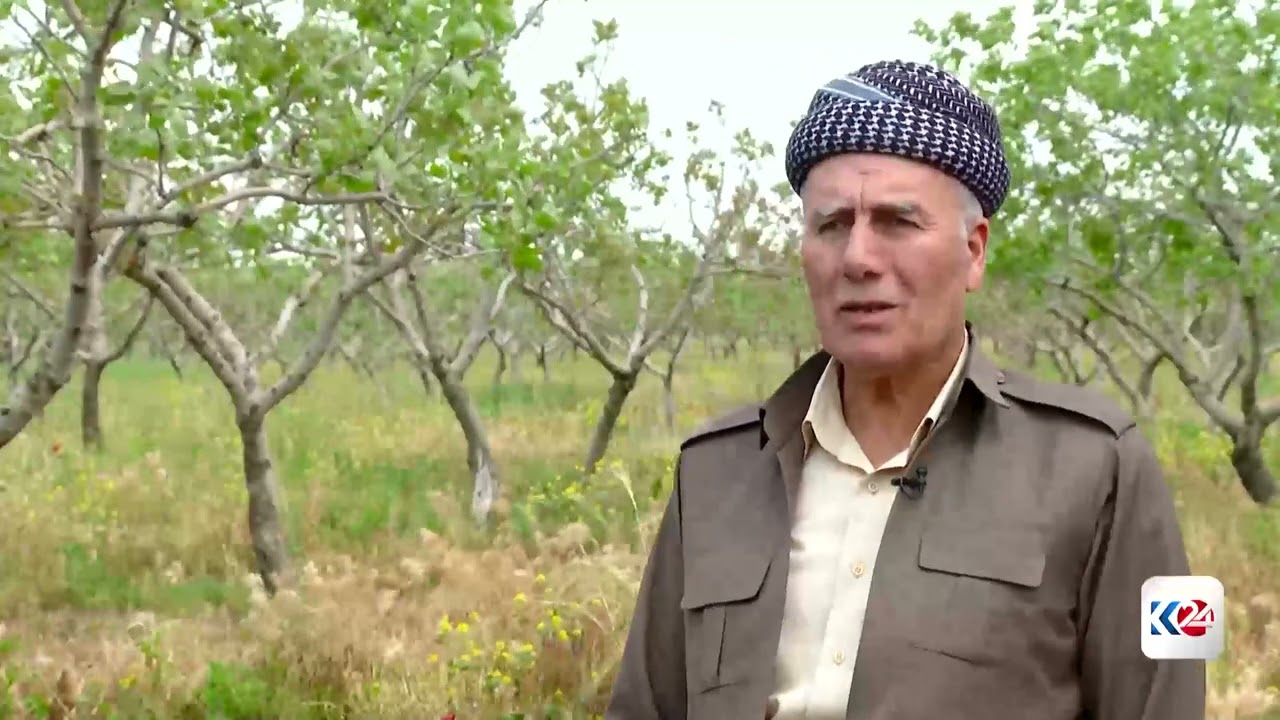ڤیدیۆ | له‌ زاخۆ گرنگی به‌ چاندنی فستق ده‌درێت