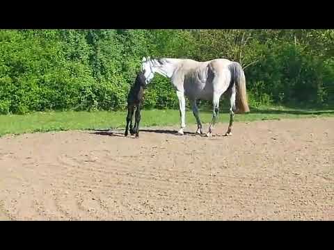 Canyon II v. Cancara-Claudio-Cassini I