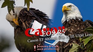 Eagles and killer cows - Canon R5 (original), 600mm f/4L IS III USM Lens W/ 1.4 extender - 840mm