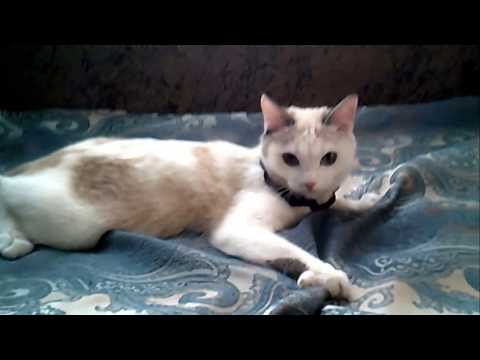 THE White kitty. She's name is Mandy