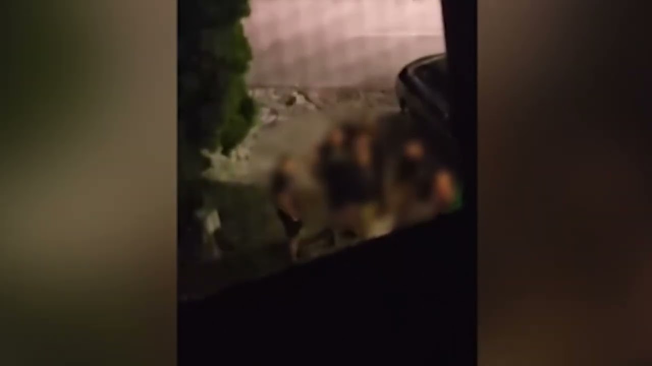 Bulgaria, assalto di un gruppo di naziskin a un hotel che ospita ragazzi ebrei