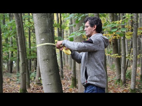 Waldwirtschaften Kompakt - Auszeichnen von Bergahornbeständen