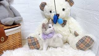 ノルウェージャンフォレストキャットの動画02