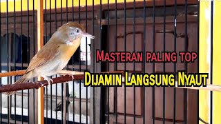 Download lagu Jenggot Mini GACORRR Cocok Untuk Masteran/Suara Pikat mp3 Download lagu Jenggot Mini GACORRR Cocok Untuk Masteran/Suara Pikat mp3