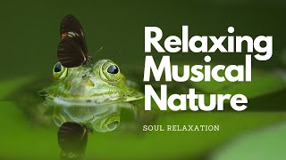 RELAXING Music and Nature, 4K Landscape| Fauna| Flora| Biodiversity| Stress Relief Video | Fauna