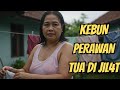 KISAH NYATA PERAWAN TUA MEMINTA DENGAN TUKANG PIJAT BAIK HATI MENANAM PISANG