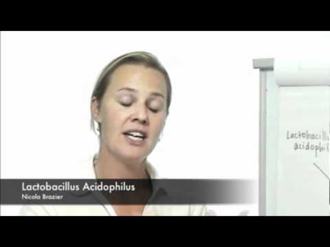 What is lactobacillus acidophilus- how lactobacillus acidoph...