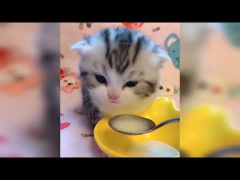 Baby Cats_Cute and Funny Cat Videos Compilation #shorts #funny #shortvideo|Funny Animals With Mohsin