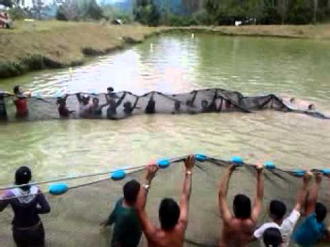 Salida de Campo -  Piscicola Mora Pez 7 arapaima