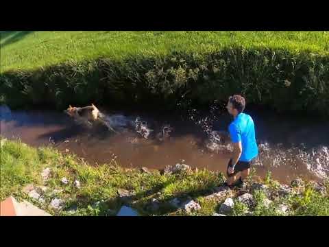 Dog training superb please watch this video