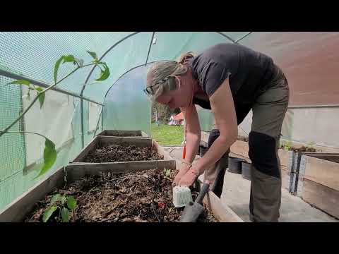 Odla potatis och sätta ut tomatplantor.
