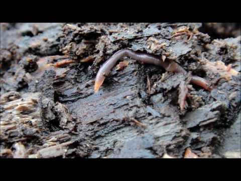 Minibeasts in the woodland habitat