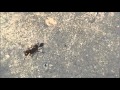 ANTS THAT CRY