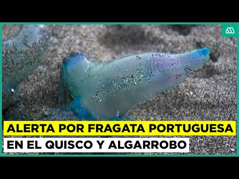 Seremi prohíbe el baño en playas de Algarrobo y El Quisco por presencia de fragata portuguesa