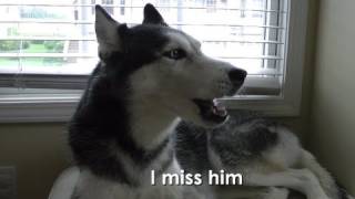 Ask Mishka the Talking Husky: Do you miss your boyfriend?