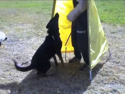 Chalsea  z údolí Úpy - nácvik poslušnosti a obrany ve věku 21 měsíců