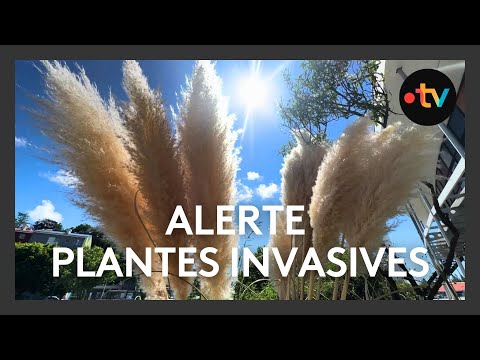 園芸 Lysimachus numularis、Herbe aux écus